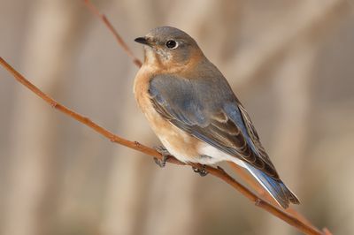 Eastern Bluebird