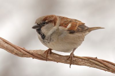 House Sparrow