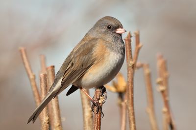 Dark-eyed Junco