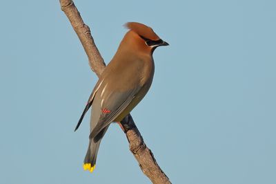 Cedar Waxwing