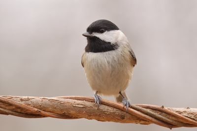 Carolina Chickadee