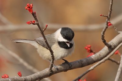 Carolina Chickadee