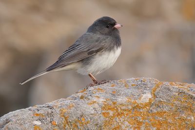 Dark-eyed Junco