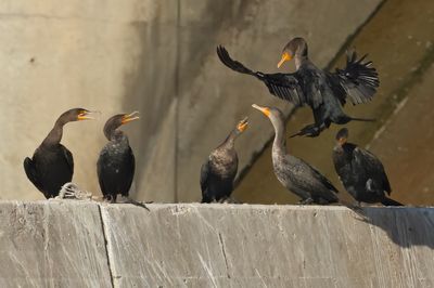 Double-crested Cormorant