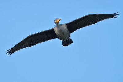 Double-crested Cormorant