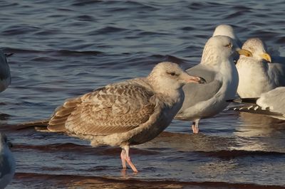 Herring Gull