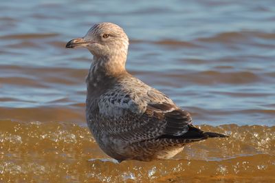 Herring Gull