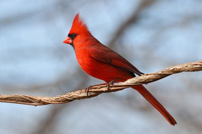 Northern Cardinal