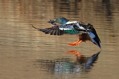 Northern Shoveler