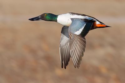 Northern Shoveler