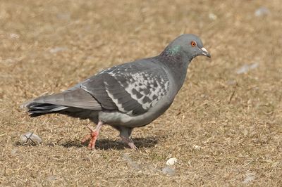 Rock Pigeon