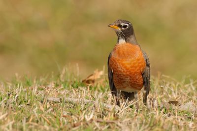 American Robin