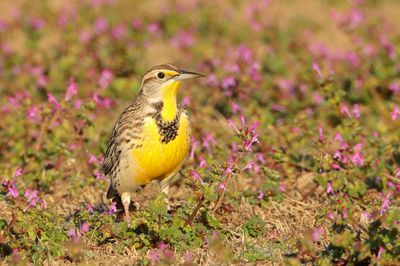 Western Meadowlark
