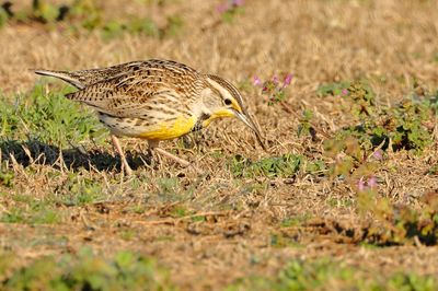 Western Meadowlark