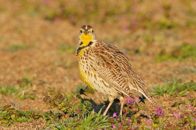 Western Meadowlark