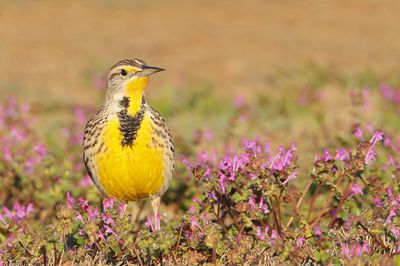 Western Meadowlark