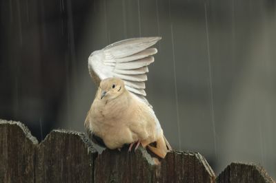 Mourning Dove