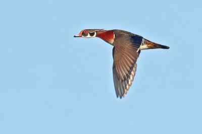 Wood Duck