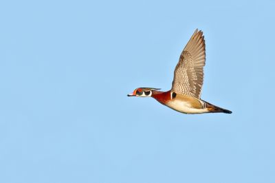 Wood Duck
