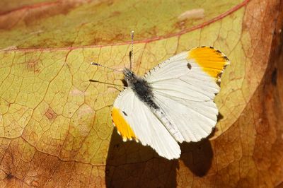 Falcate Orangetip