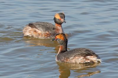 Horned Grebe