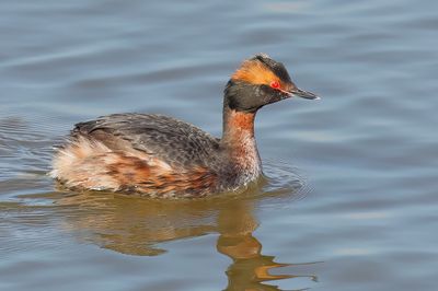 Horned Grebe