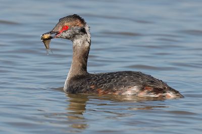 Horned Grebe