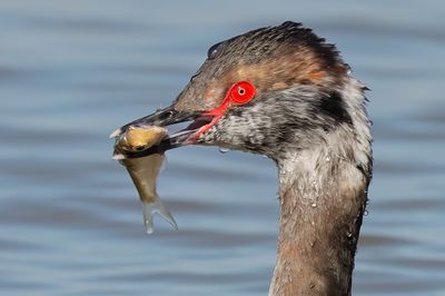 Horned Grebe