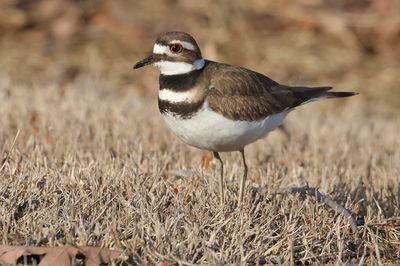 Killdeer