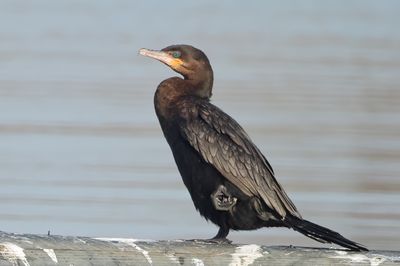 Neotropic Cormorant