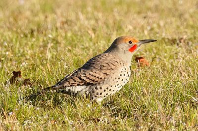 Northern Flicker