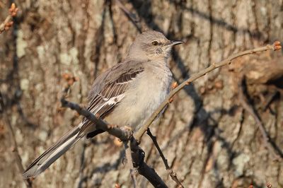 Northern Mockingbird