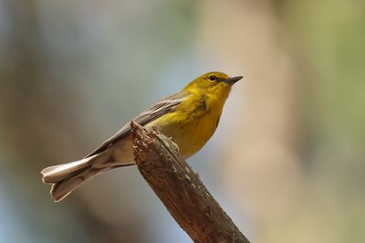 Pine Warbler