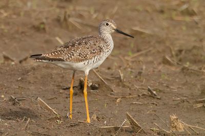 Greater Yellowlegs