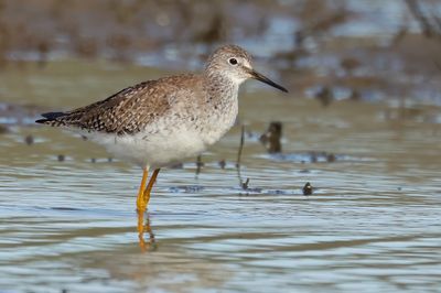 Lesser Yellowlegs