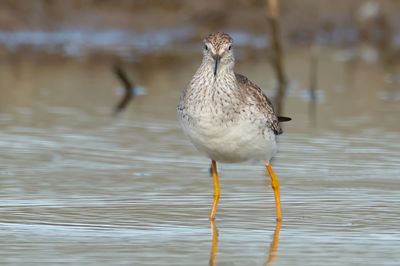 Lesser Yellowlegs