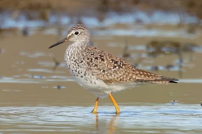 Lesser Yellowlegs