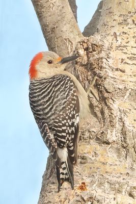 Red-bellied Woodpecker