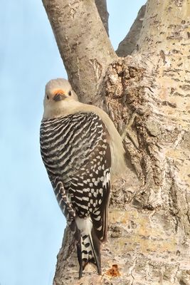 Red-bellied Woodpecker