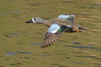 Blue-winged Teal 