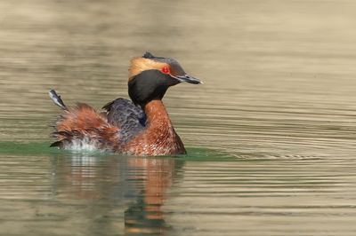 Horned Grebe