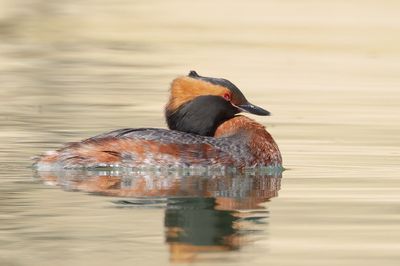 Horned Grebe