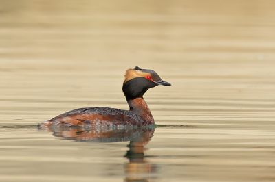 Horned Grebe