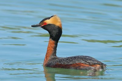 Horned Grebe