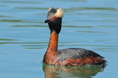 Horned Grebe