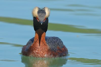 Horned Grebe