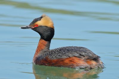 Horned Grebe