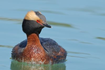 Horned Grebe