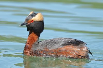 Horned Grebe