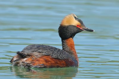 Horned Grebe